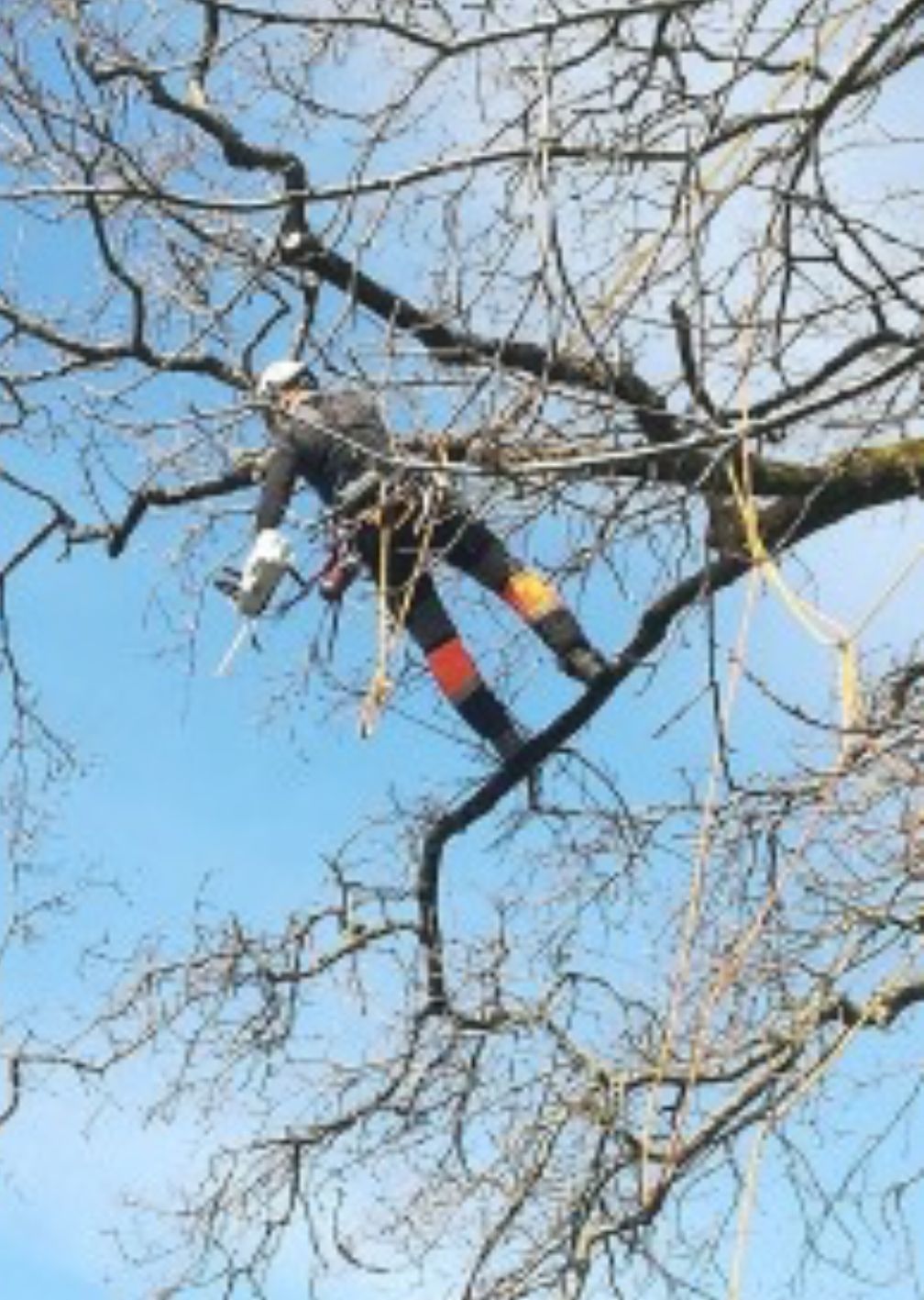 Élagage d'arbre à l'aide d'un grimpeur élagueur dans le Jura — SAS POLYVIER